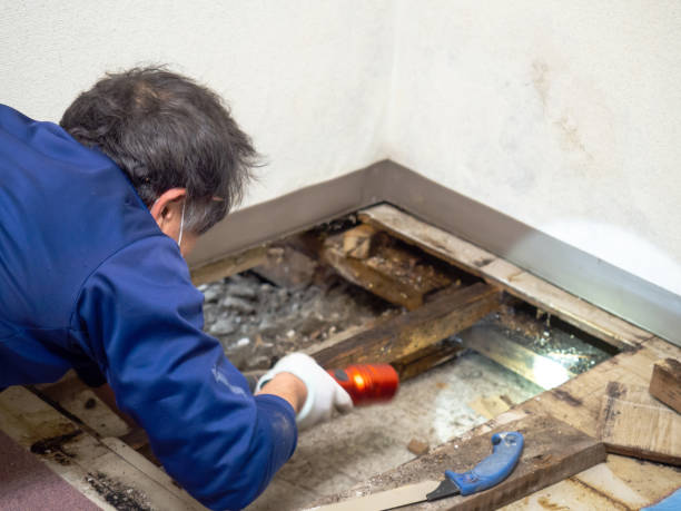 Best Mold Cleaning Services  in Evergreen, MT