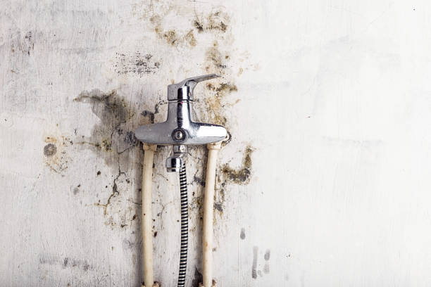 Best Black Mold Removal  in Evergreen, MT