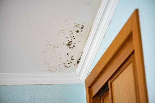 Best Certified Mold Removal  in Evergreen, MT