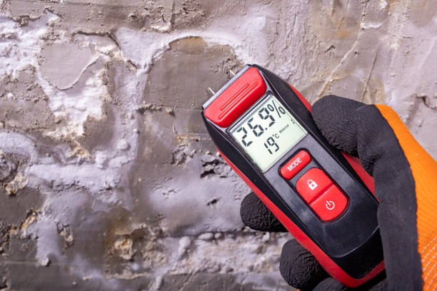 Best Mold Removal Company Near Me  in Evergreen, MT