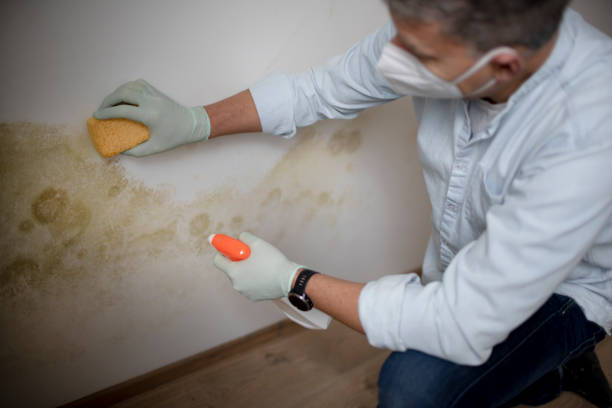 Best Residential Mold Removal  in Evergreen, MT