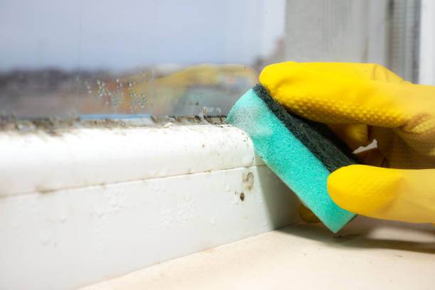 Mold Removal Process in Evergreen, MT