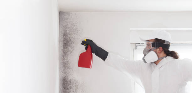 Best Attic Mold Removal  in Evergreen, MT
