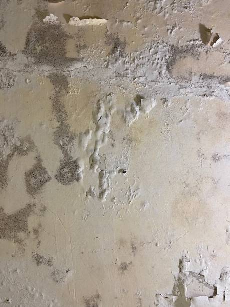 Best Mold Removal Near Me  in Evergreen, MT