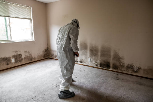 Best Mold Cleaning Services  in Evergreen, MT