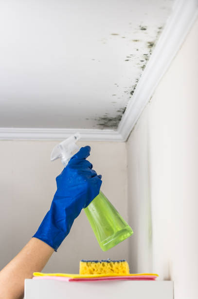Evergreen, MT Mold Removal Company