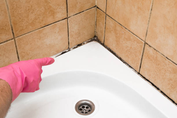 Attic Mold Removal in Evergreen, MT